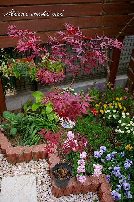 真っ赤の芽吹き チシオモミジ 血汐 紅葉 落葉樹 園芸品種 狭いスペース