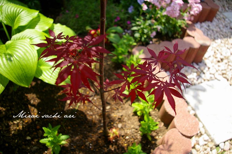 チシオモミジ 血汐紅葉 7号 苗木 3 チシオモミジ 血汐紅葉 7号 苗木 3 楽天市場】【現品発送